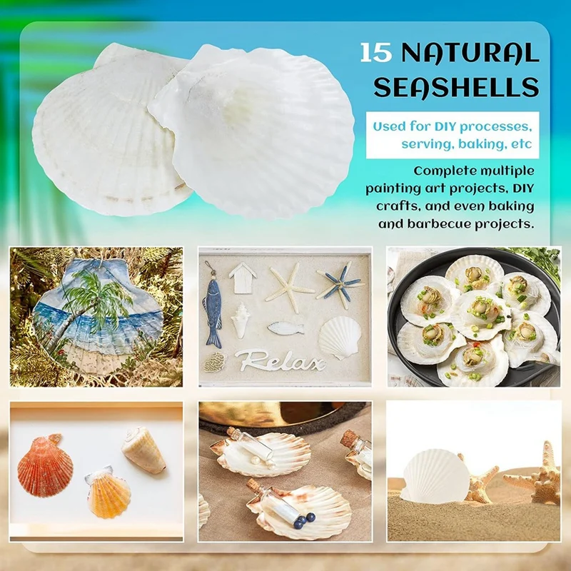 Scallop Shells White Sea Shells Crafts, Natural Sea Shell