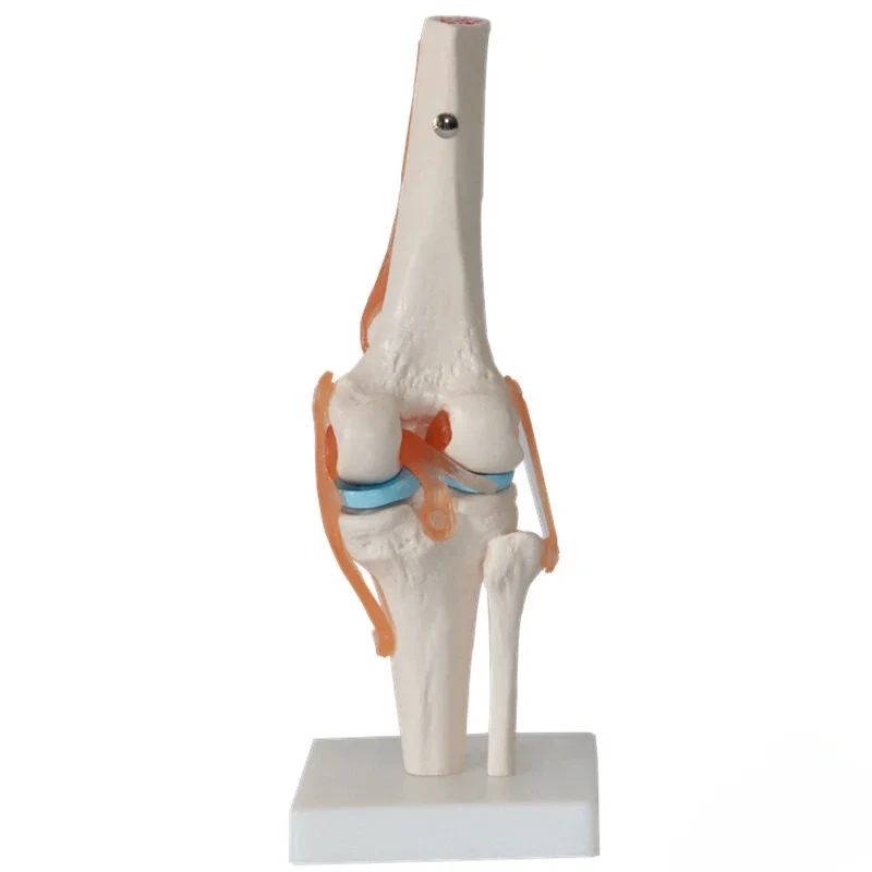 Flexible anatomy Knee Joint Model with Bendable Cruciate Ligaments and Meniscus for Medical Science Teaching