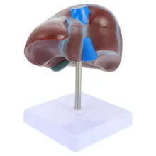 

1pc Liver Anatomical Model Teaching Liver Display Model with Base