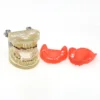 Dental Teeth Model  Dentist Teaching Model Demonstration Periodontal Disease Pathological For Patient Education Demo M4017 6