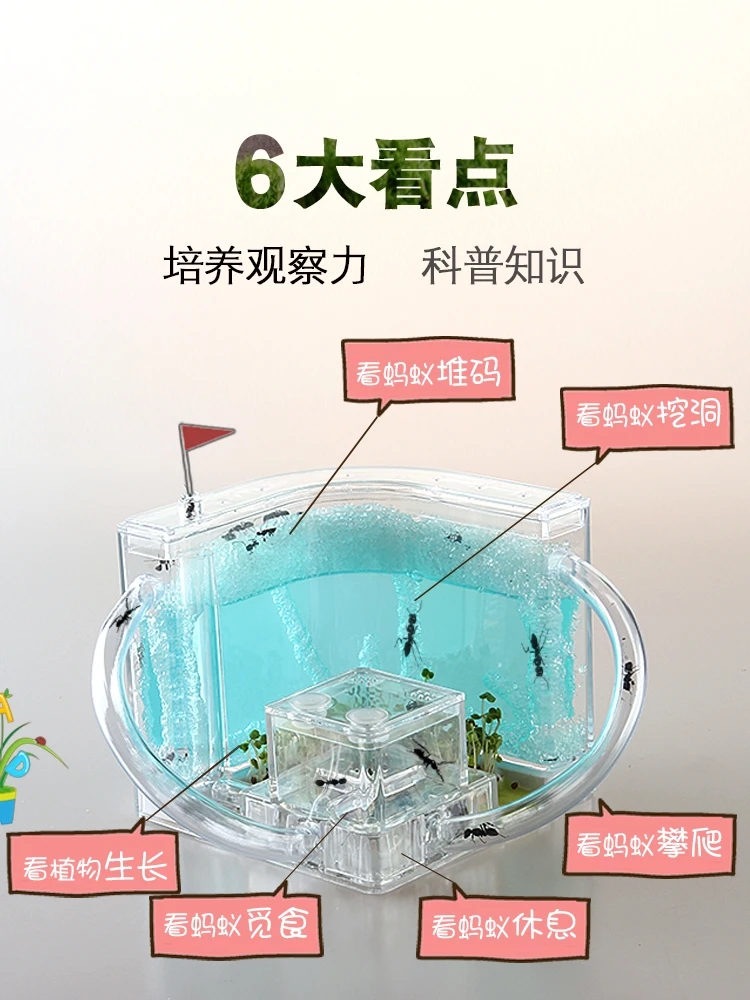 

Castle Ecology Student Ant Nest Manor Small Pet Live Bowback Ant Queen Box