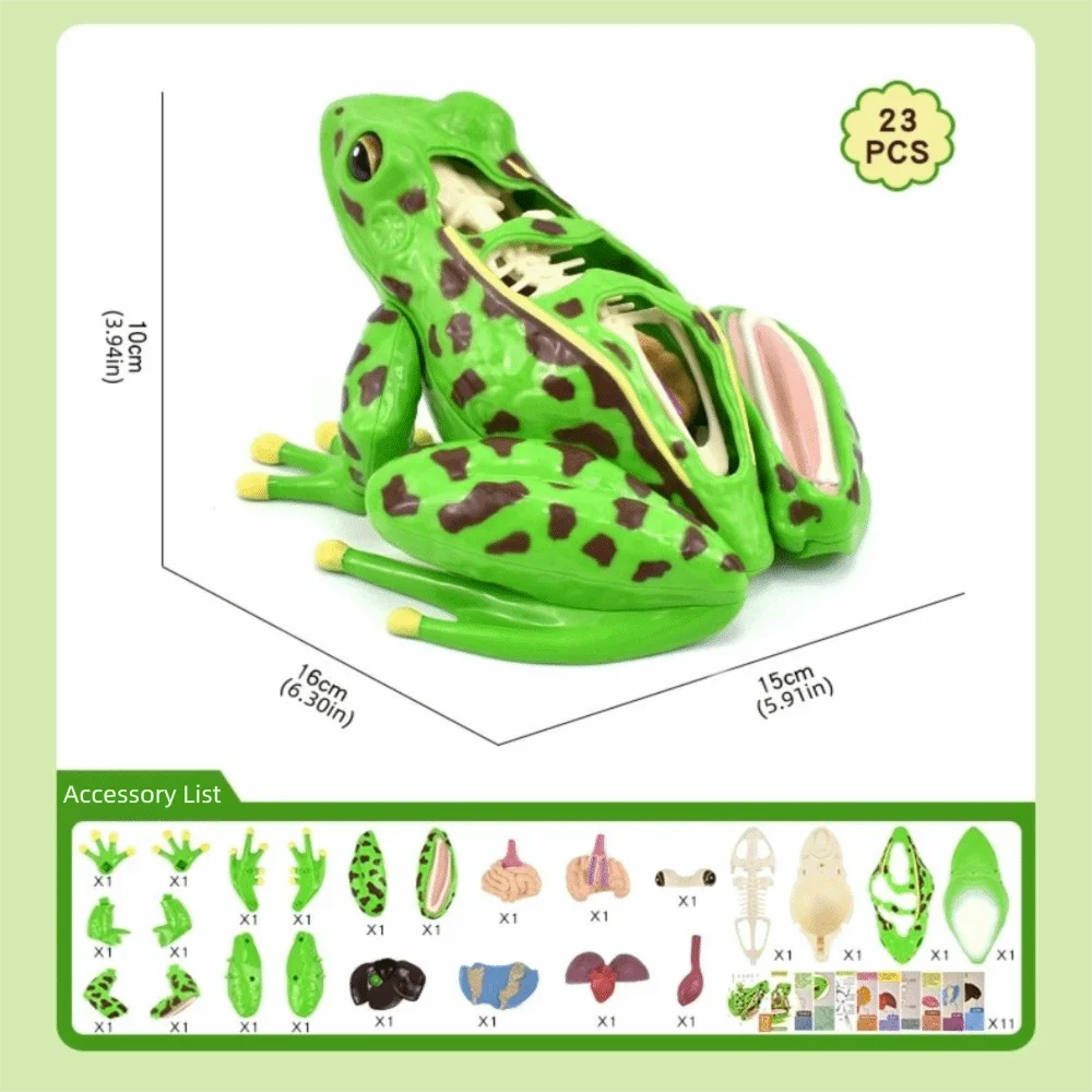 Detachable Frog Anatomy Model Early Learning Frog Organs Biology Education Toy Science Tool Realistic Frog Dissection Model