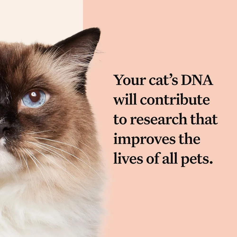 Comprehensive Cat DNA Test kit for 45 Health Genetic Health Conditions 70+ Breeds and populations 25+ Traits Blood Type 2 Pack