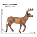 White-tailed Deer