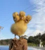 Eurasian Stuffed Animal, Three Headed Duck Taxidermy, Chicken, Duck, Specimen, Teaching, Decoration Specimen 1