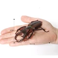 Stag Beetle A