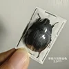 Insect Specimen of Real Beetle, Golden Turtle Insects, Beetle, Optional Spade, Teaching, Research, Photography Props 6