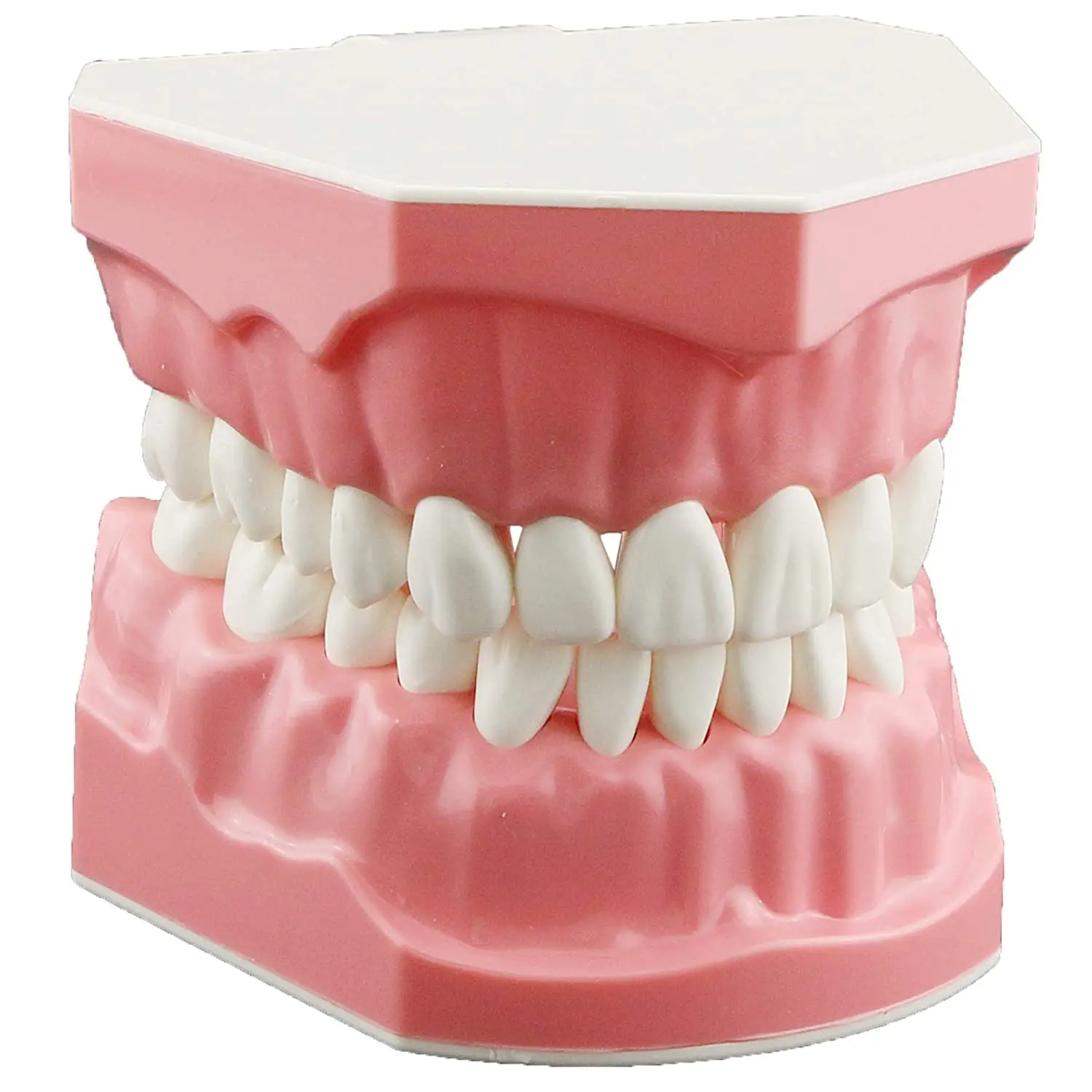 

Dental 1:1 Model Brushing Flossing Practice Teeth Typodont Model Gingiva Visible Anatomical Demonstration Teaching Study