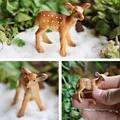 Small Deer