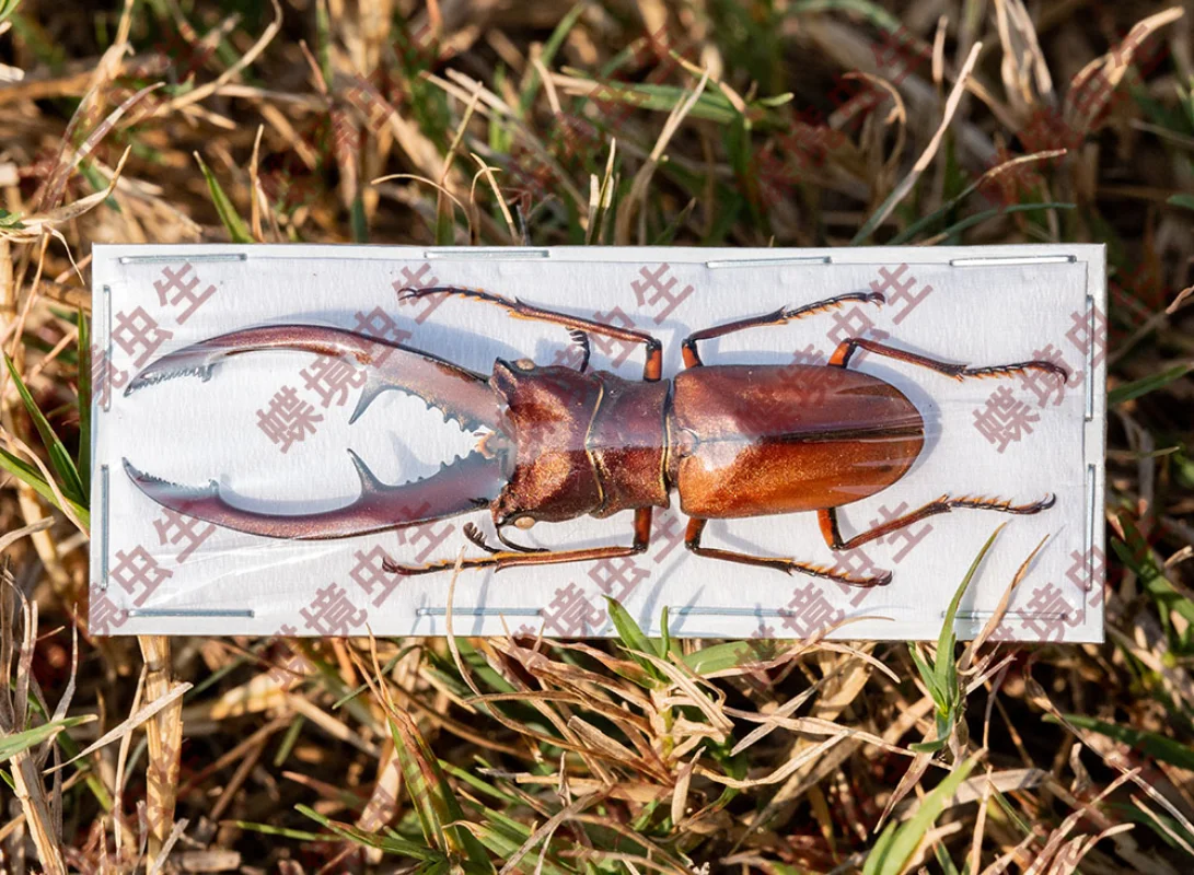 Real spade beetle Cylomatus tarandus tarandus real insect beetle specimen collection DIY crafts home decoration statue 2