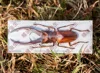 Real spade beetle Cylomatus tarandus tarandus real insect beetle specimen collection DIY crafts home decoration statue 2