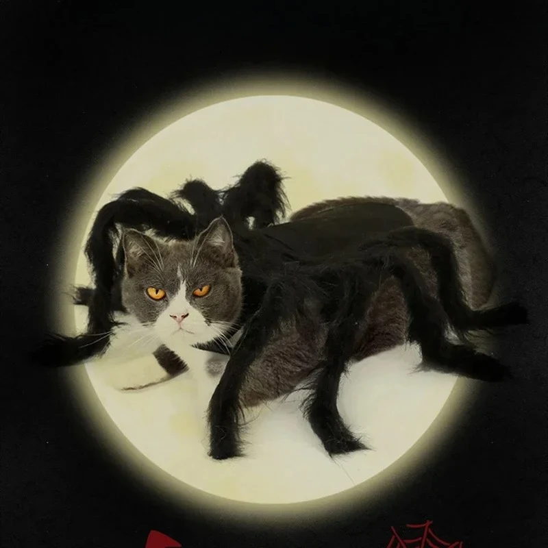 Cat wearing a Black furry spider costume