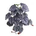 For Violet Root