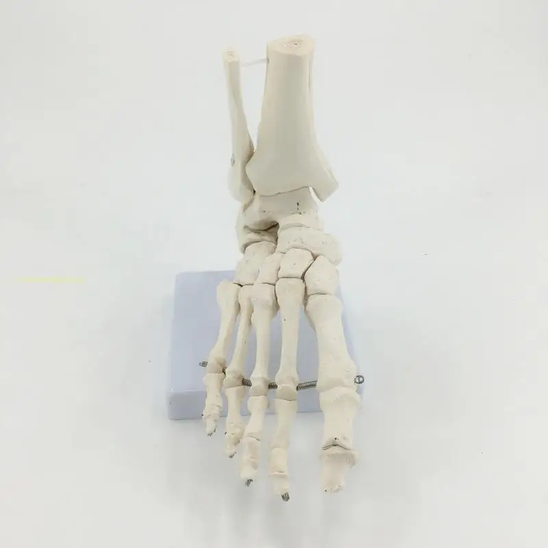 Anatomical Models 1:1 Human Foot Palm Skeleton Anatomy Model Medical Science Student Teaching Resources Anatomia Humana Biologie Use Tools Kit Set