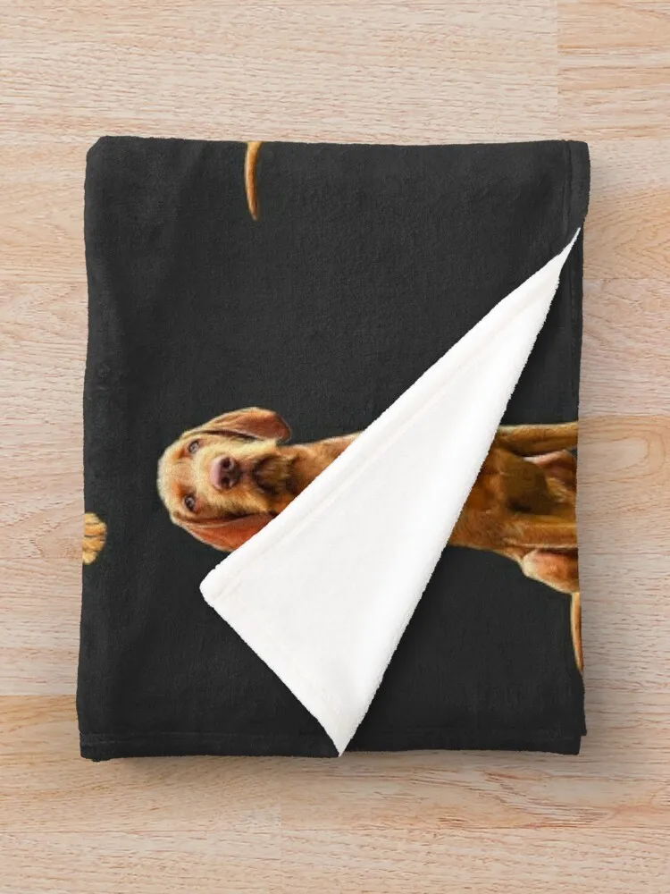 Wirehaired Vizsla-���� �� ������ ��� ���� ���� ��� �ʴ��� ���