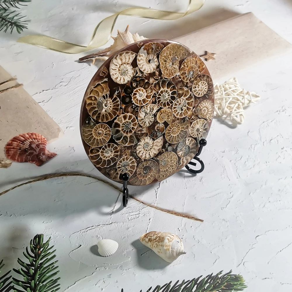 

Natural Ammonite Plate Slice Madagascar Mineral Specimen Display Ammonoid Slice Crafts Home Decoration With Free Stand