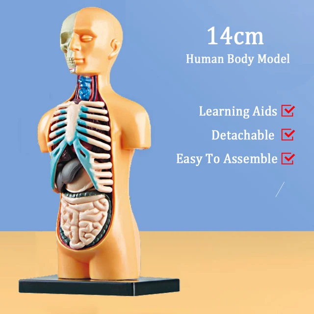 3D Human Torso Body Anatomy Model Toy Human Body Organ Assembly Learning Educational Science Kits Teaching Aids DIY Toy For Kids 5