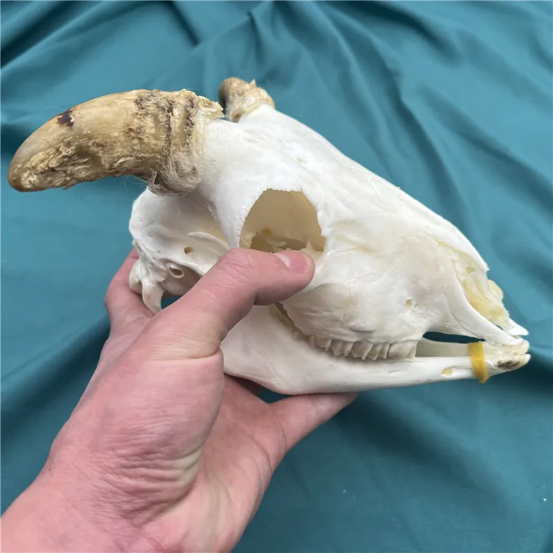 羊の頭骨　標本 羊 スカルホーン No.8 - 頭骨・骨格標本・剥製販売 【Core-Box】