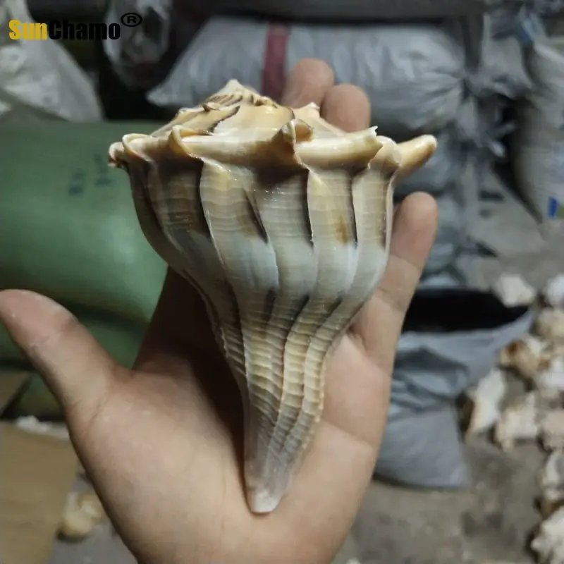 10-12cm MUREX Shell Conque Coral Sea Escargot Aquarium Ornament Coquillages 