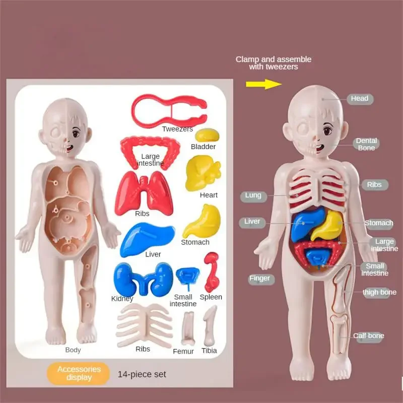 Children Science Education Toys 14-Piece Set Children's Science and Education Human Body Organ Model Assembled Early Education Toys