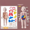 14-Piece Set Children's Science and Education Human Body Organ Model Assembled Early Education Toys 6