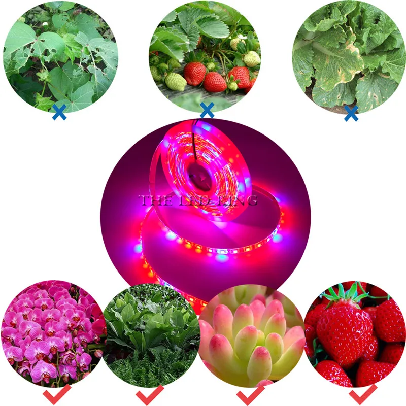 5m Phyto LED Grow Light 12V Full Spectrum LED Growing Diode Tape Lamp 5050 Strip Plant Phytolampy IP65 Flexible Aquarium grow light