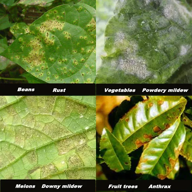 100 G Gombaölő Növényi Gyógyszer Spray A Családi Kert Kezelésére - Image 4