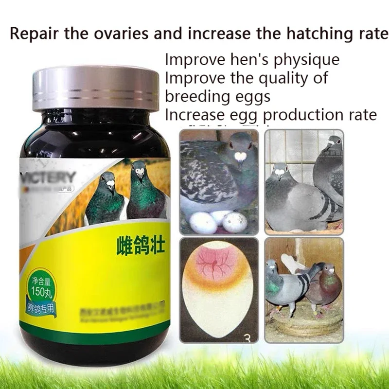The hens, strong breeders, conditioning, increase eggs and do not lay eggs, soft shell sand skin eggs, hens do not lay eggs