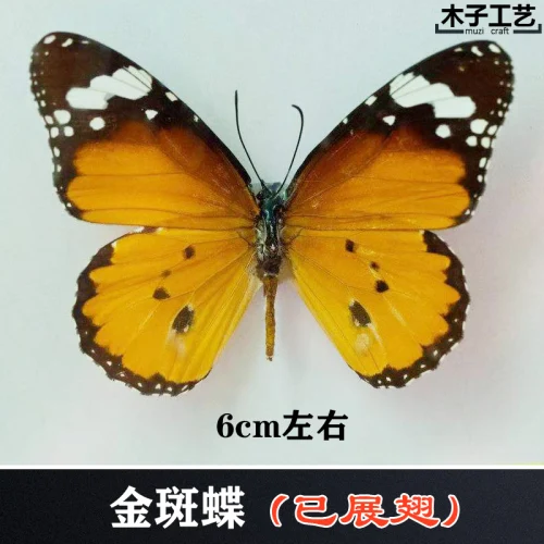 Real Butterfly Specimen Insect Specimen Teaching Specimen DIY Self-sealing Bags Optional Varieties  home accessories 