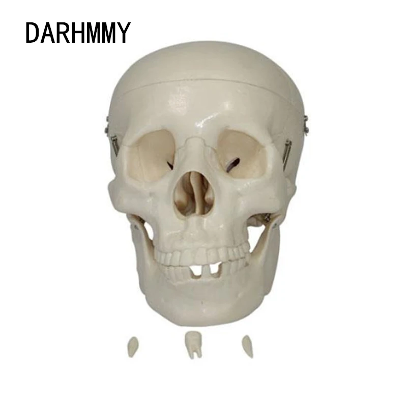 

Череп DARHMMY в натуральную величину с острыми зубцами, зубцами, зубчатым шлифованием
