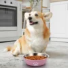 Dog Bowls Stainless Steel Dogs Feeding Bowls With Non-Slip Silicone Sole Dog Food Water Bowl Pet Bowl Dog Dishes For Dog Cat Pet 4