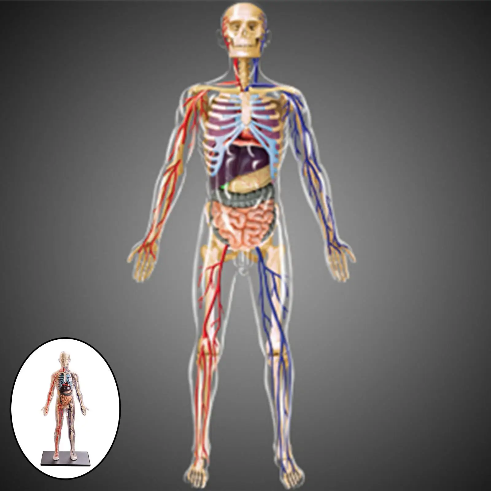 1:6 4D Assembled Human Body Learning Educational Internal Transparent Organ Model Assembling Toys 4