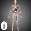 1:6 4D Assembled Human Body Learning Educational Internal Transparent Organ Model Assembling Toys 4