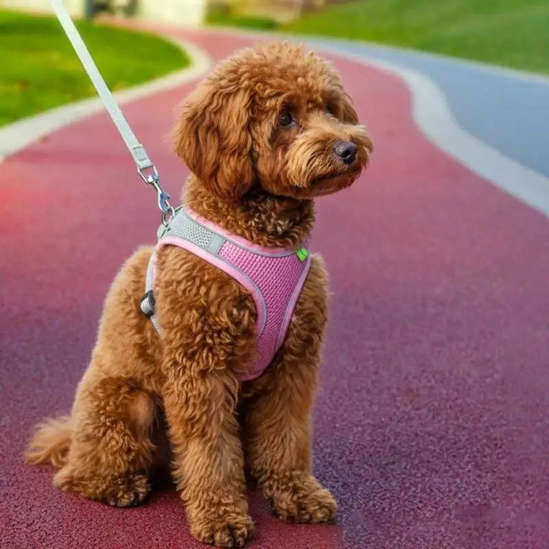 Reflective Mesh Pet Harness 6