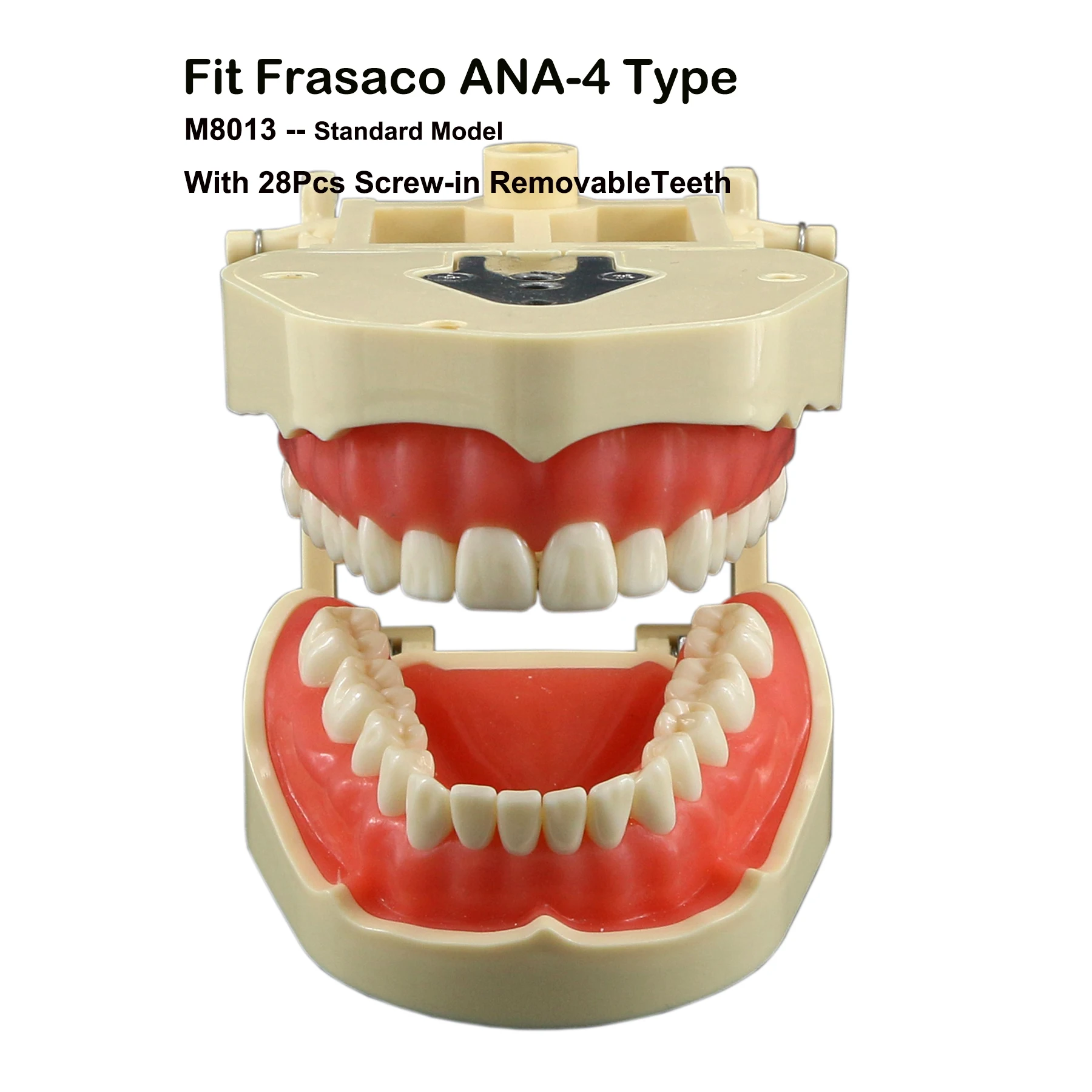 Modèle Dentaire Frasaco AG3 Typodont - 32 Dents Amovibles à Visser - Pour Formation Dentaire Et Orthodontie