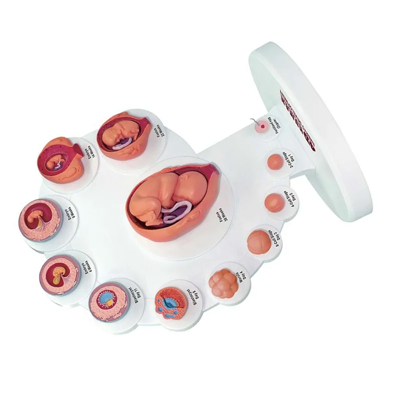 4D Human Embryo Development Anatomical Model Fetal Growth Organ Teaching Alpinia Assembled Toys 2