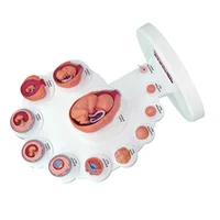 4D Human Embryo Development Anatomical Model Fetal Growth Organ Teaching Alpinia Assembled Toys 2