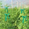 Garden Plant Branch Tie Ribbon PVC Garden Grafting Stretch Tie Ribbon Strength and Toughness Binding Ribbon for Vegetables 4