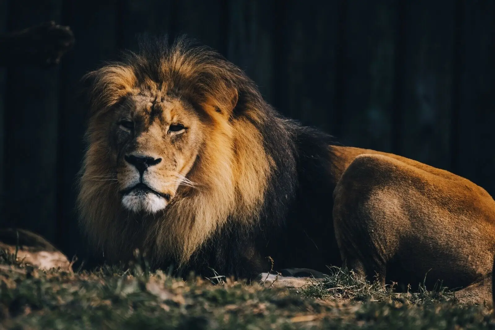 

lion wildlife Art Picture Print Silk Poster Home Wall Decor