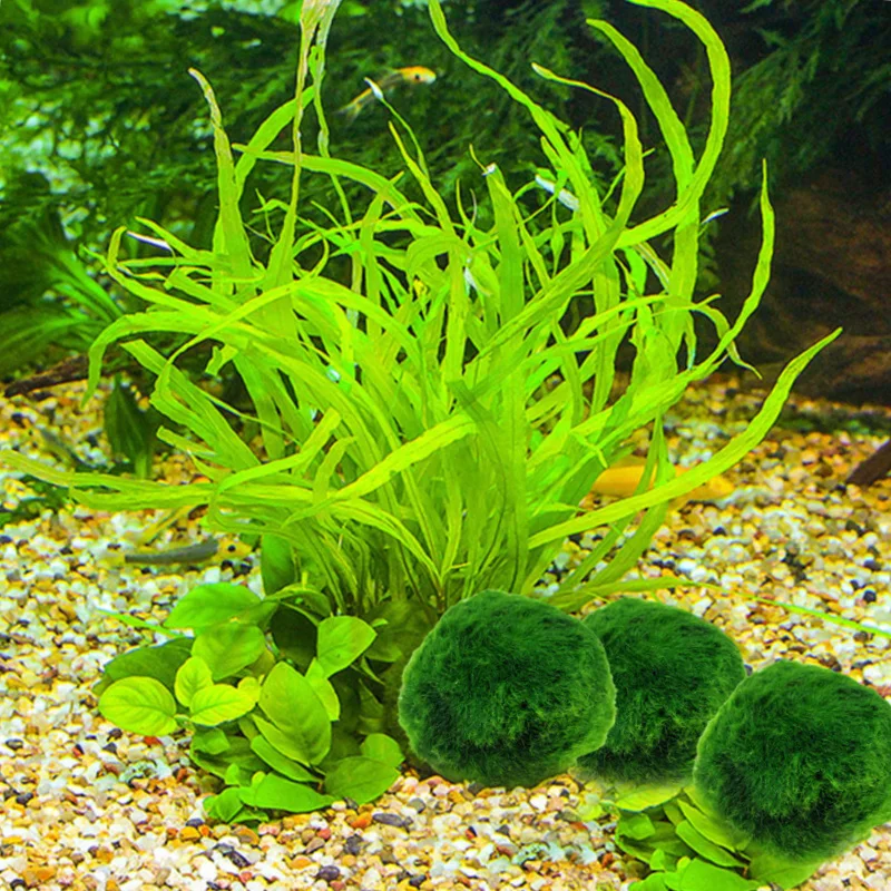 3 4cm Landscape Decoration Green Algae Ball Real Water Grass Fish Tank Aquarium Viewing Algae