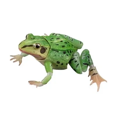 

Настоящая игрушка Gacha Bio Guide Rana Nigromaculata Frog с подвижными суставами, экшн-фигурки, игрушки