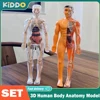 3D Human Body Torso Model for Kid Anatomy Skeleton Removable Simulation Organ and Skeleton Detachable Bone Body Education Models 1