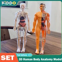 3D Human Body Torso Model for Kid Anatomy Skeleton Removable Simulation Organ and Skeleton Detachable Bone Body Education Models 1