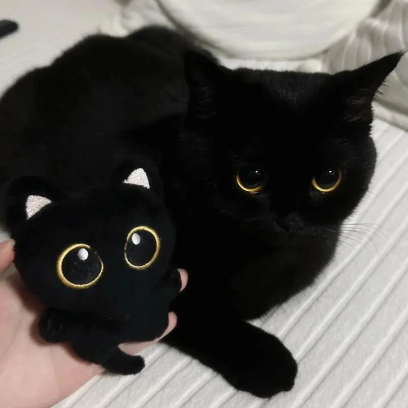 1/2pc Cute Black Cat Plush Toy Doll Small Pendant Cuddly Pillow Cushion Ins Black Cat Plush Toy Doll for Boy Girl Birthday Gifts