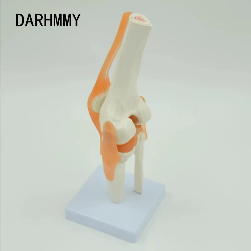 

DARHMMY 1:1 Flexible Knee Joint Model with Ligaments and Base Femur Tibia and Fibula Bone Anatomy Model Medical Teaching