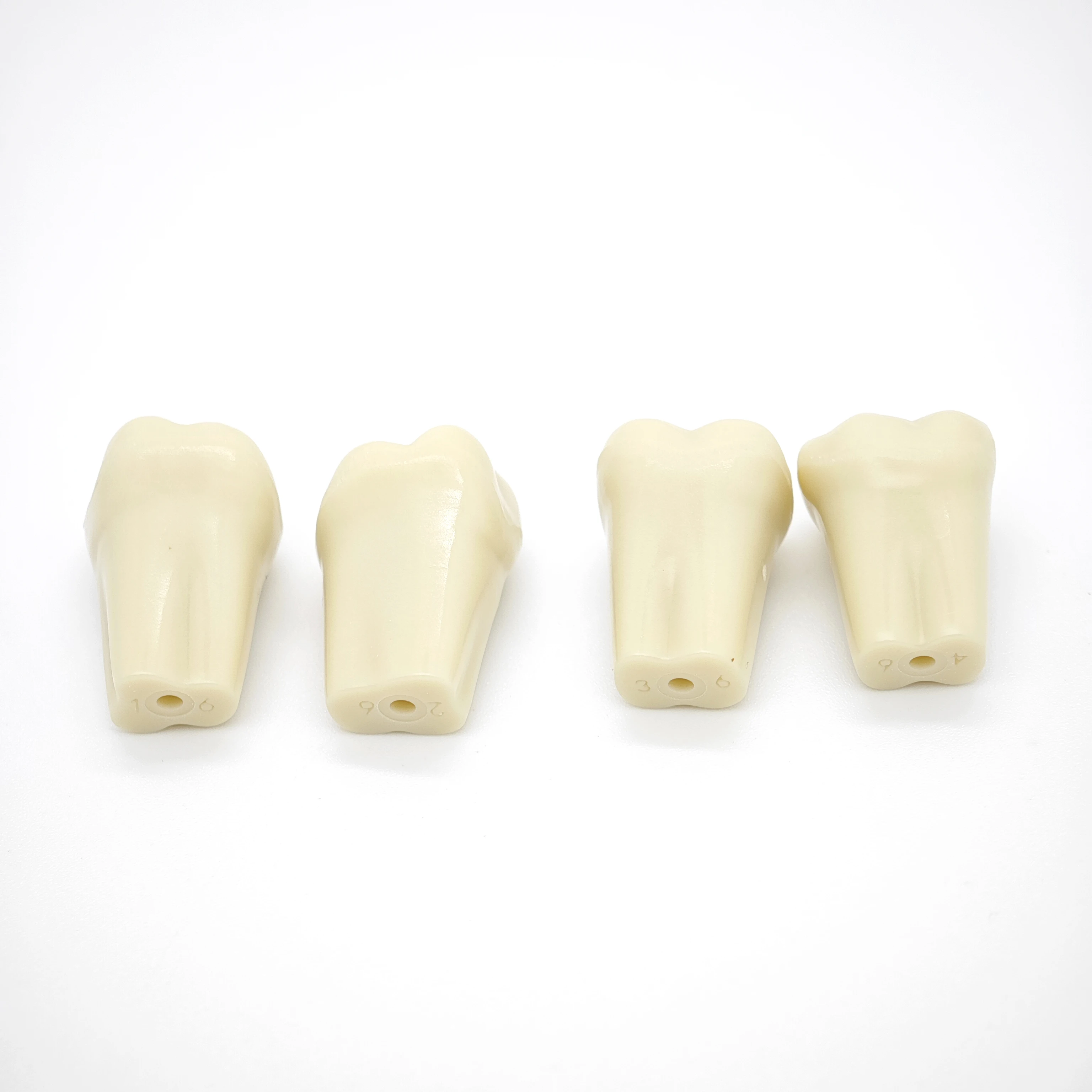 Frasaco A3 치아 모델 적합, 치아 입자 교체, 치과 준비 훈련, 32 개