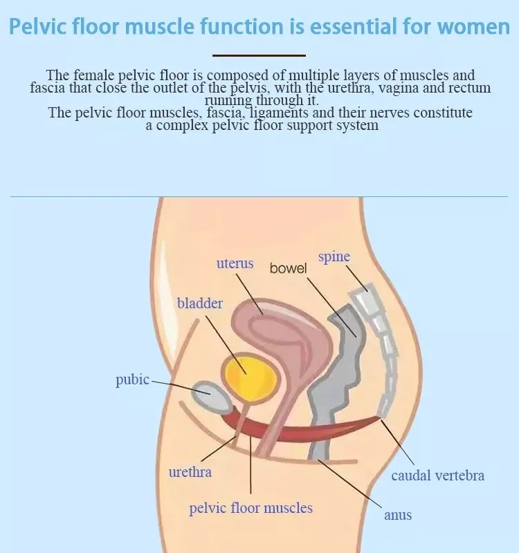 Pelvic Floor Training Cushion for EMSzero | Butt Lifting Accessory for  Build Muscle & Body Sculpting