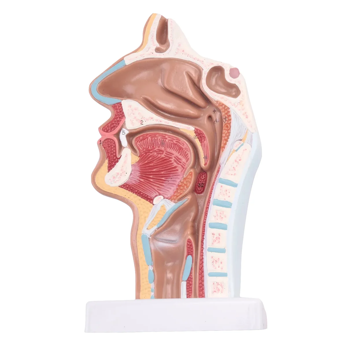 

Человеческая анатомическая носовая полость, модель анатомии горла для научных классов, учебы, демонстрационная модель для обучения