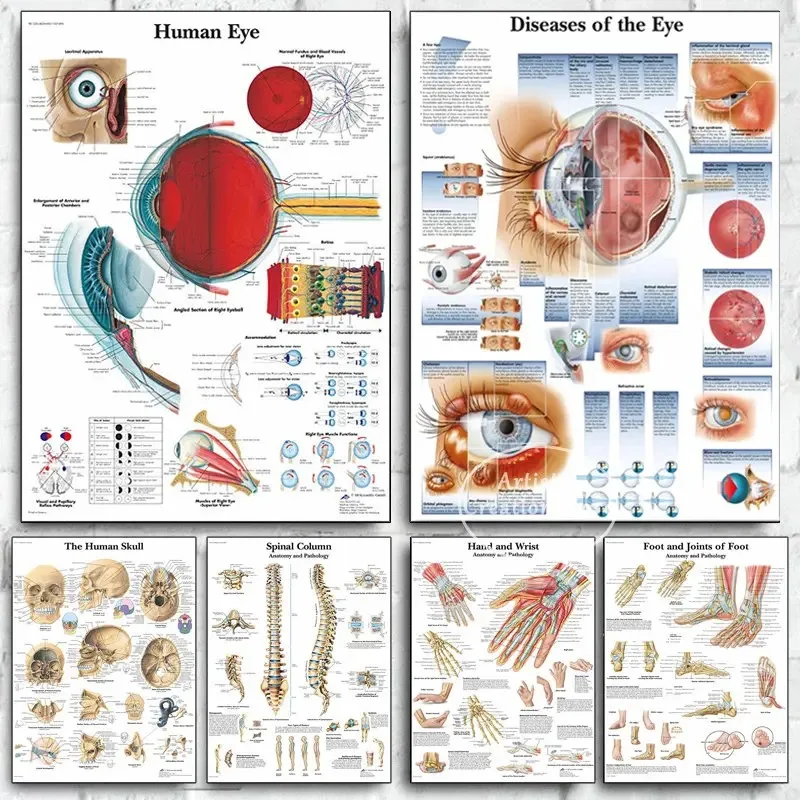 Human Eye Anatomy Muscles System Poster 1