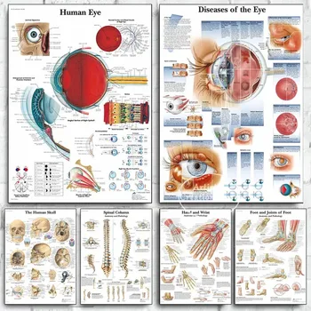 Human Eye Anatomy Muscles System Poster 1